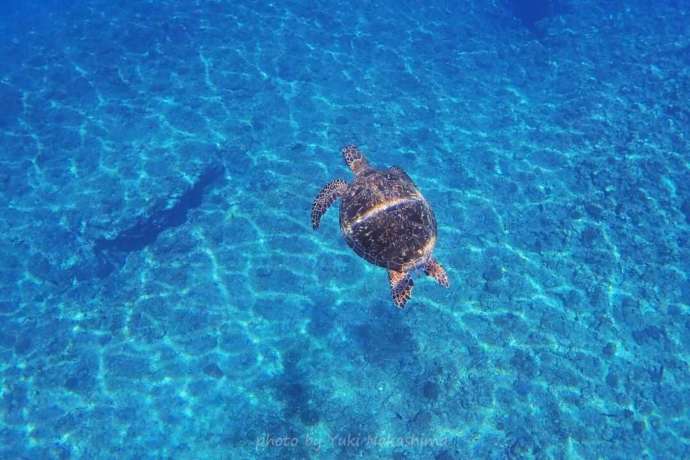 久米島の青い海で泳いでいる海カメ