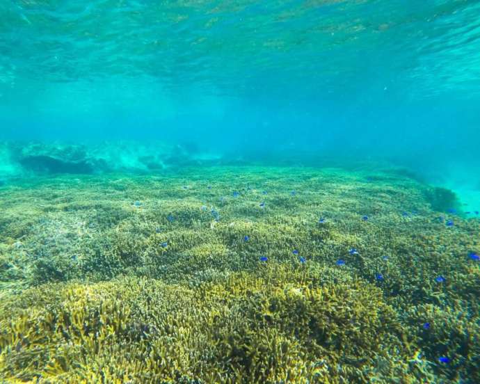 「悠久」のシュノーケリング体験で見られるサンゴや熱帯魚