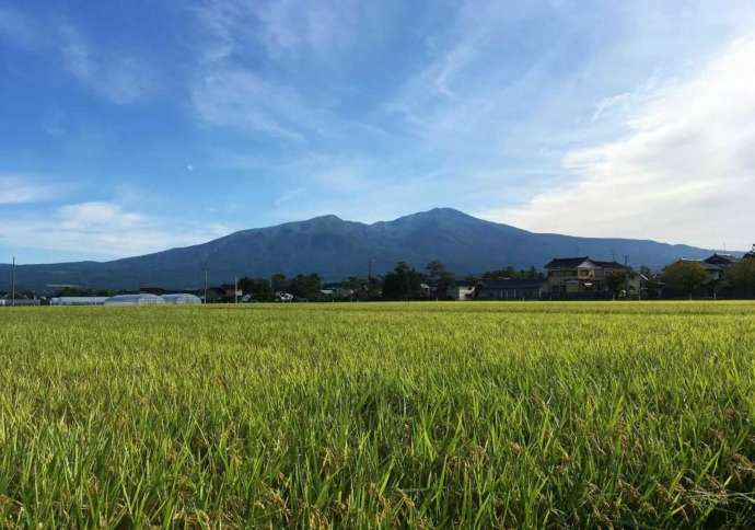 鳥海山と田んぼ