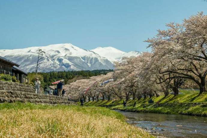 遊佐町のシンボルである鳥海さんと桜