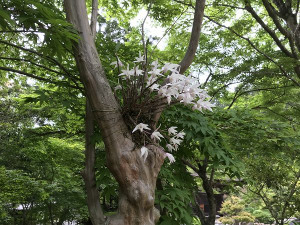 善水寺のセッコク