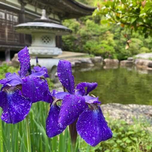 善水寺の本堂とアヤメ