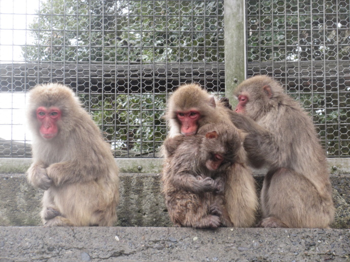 神奈川県逗子市「披露山公園」のニホンザル