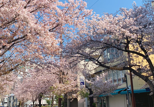 芦屋縁の近所の桜の木