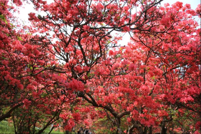 塙町に咲くつつじの写真