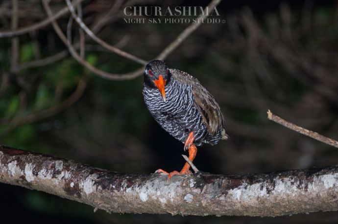 「CHURASHIMA NIGHT SKY PHOTO STUDIO」で撮影された鳥