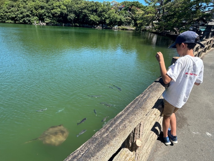 明神池でのエサやり体験