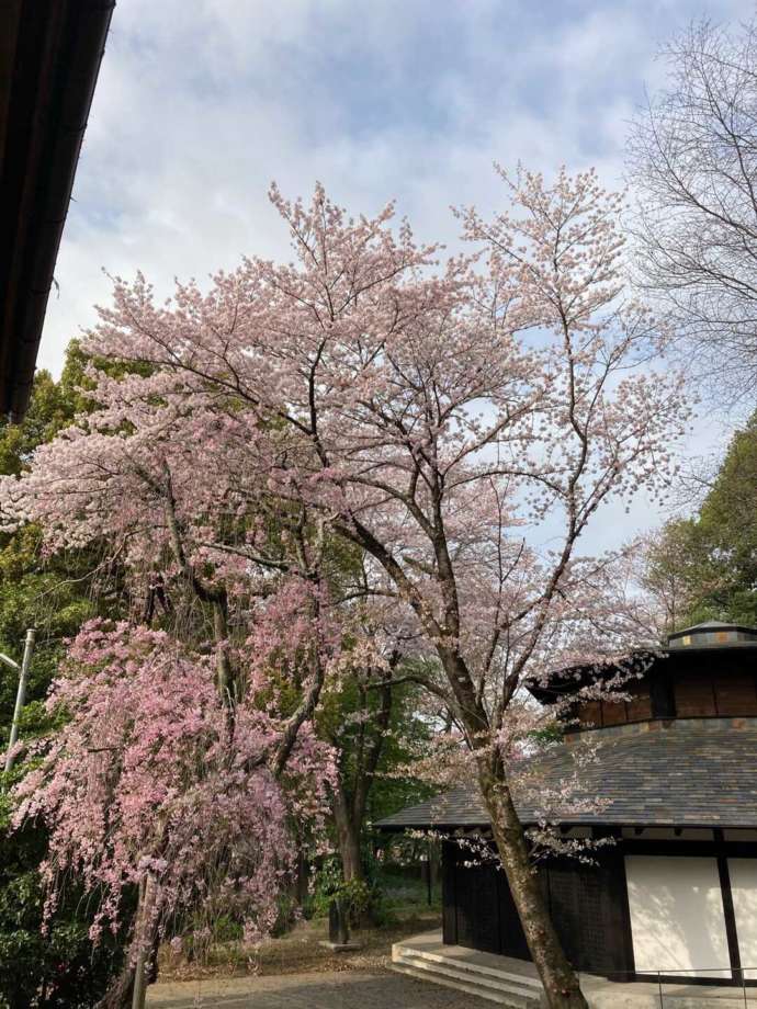 赤岩山光恩寺の春の涅槃堂