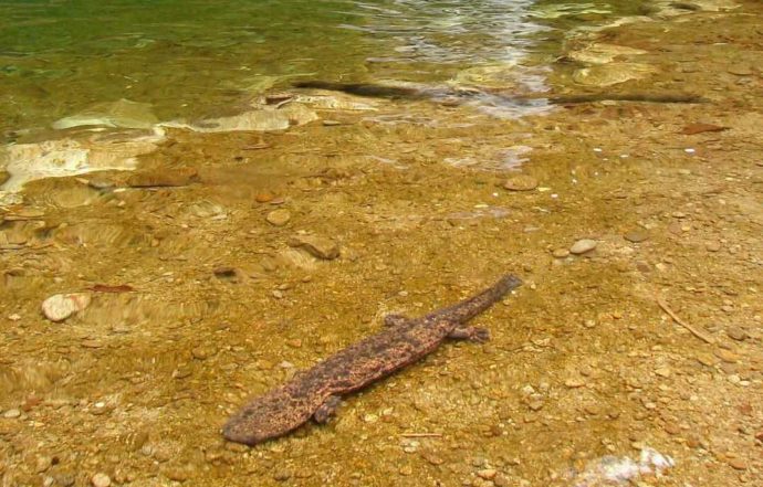 日本サンショウウオセンター近くに生息している野生のオオサンショウウオ