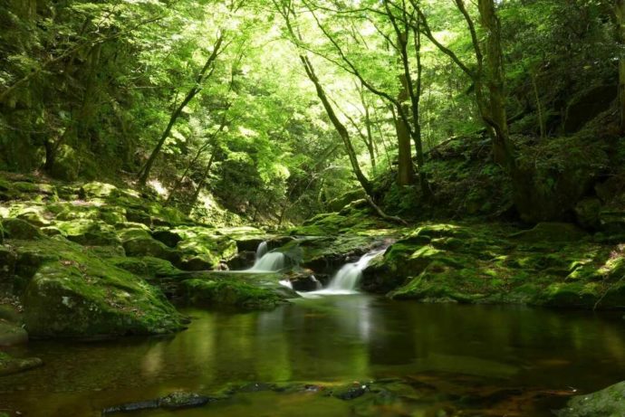 日本サンショウウオセンターからほど近くの赤目四十八滝の川面が緑色に染まる様子