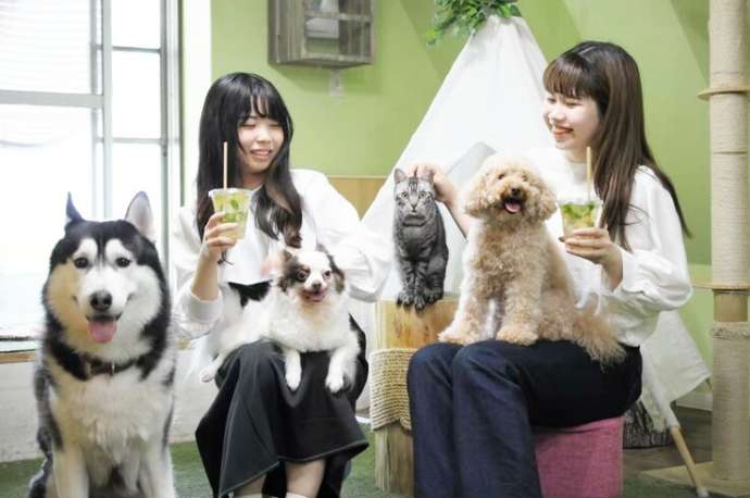 アニミル心斎橋店のパークエリアで犬猫とふれあう様子