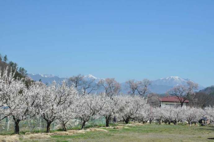 戸隠連山と飯綱山を背景に咲き乱れるあんずの花