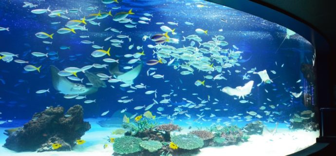 サンシャイン水族館のサンシャインラグーン