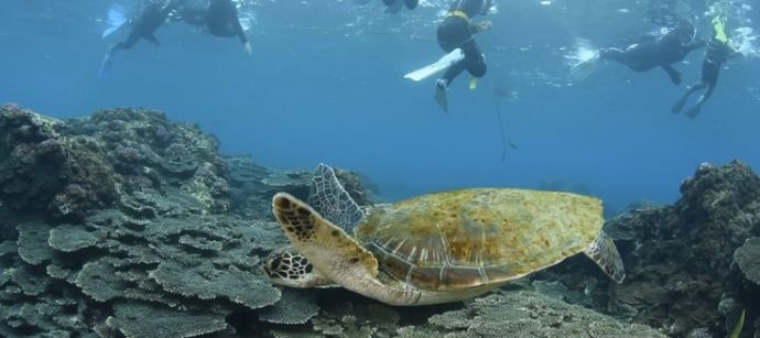 「東京都八丈島ダイビングショップアラベスク」のシュノーケリングで見つけたアオウミガメ