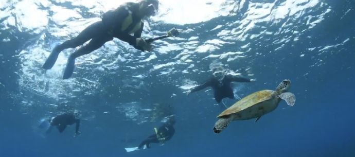 「東京都八丈島ダイビングショップアラベスク」のシュノーケリング中にアオウミガメを撮影している様子