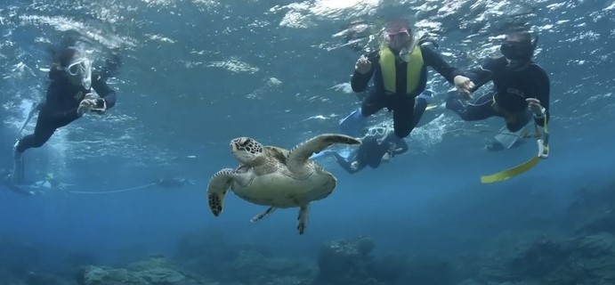 「東京都八丈島ダイビングショップアラベスク」のシュノーケリングでアオウミガメを発見した瞬間