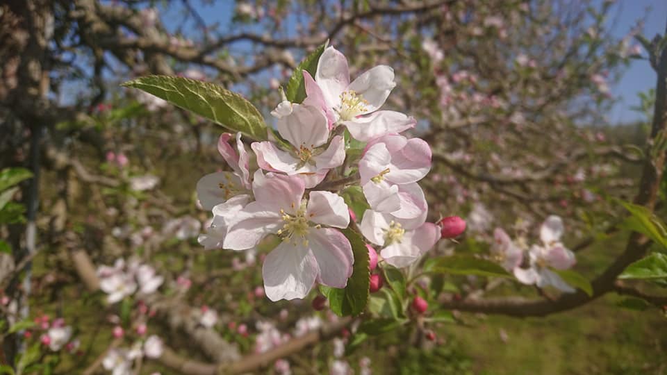 荒牧りんご園の特徴を教えてください