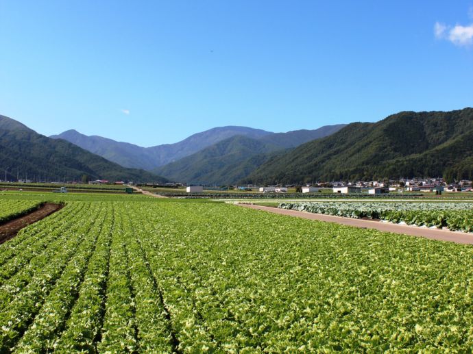 長野県朝日村に広がるレタス畑