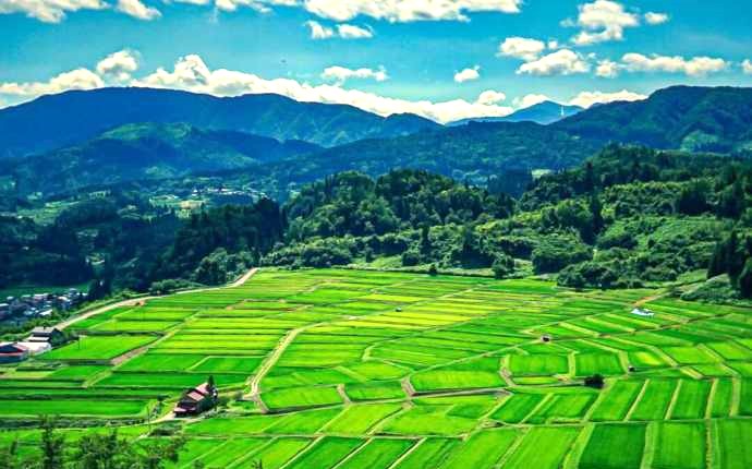 山形県朝日町の扇状に広がった緩やかな斜面に広がる「椹平の棚田」の夏の風景