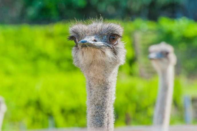 「オーストリッチ展示圃」で飼育されているダチョウ