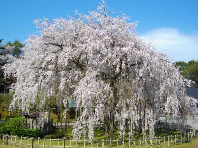 足羽神社にある天然記念物のシダレザクラ