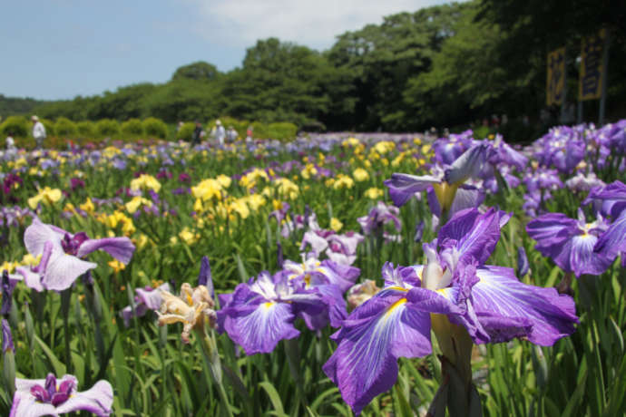 花菖蒲園の風景