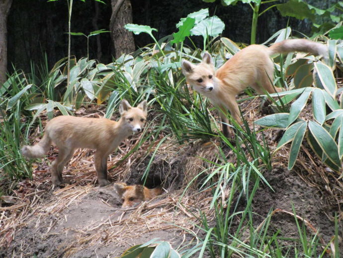 美幌博物館のジオラマにいるキタキツネの子供