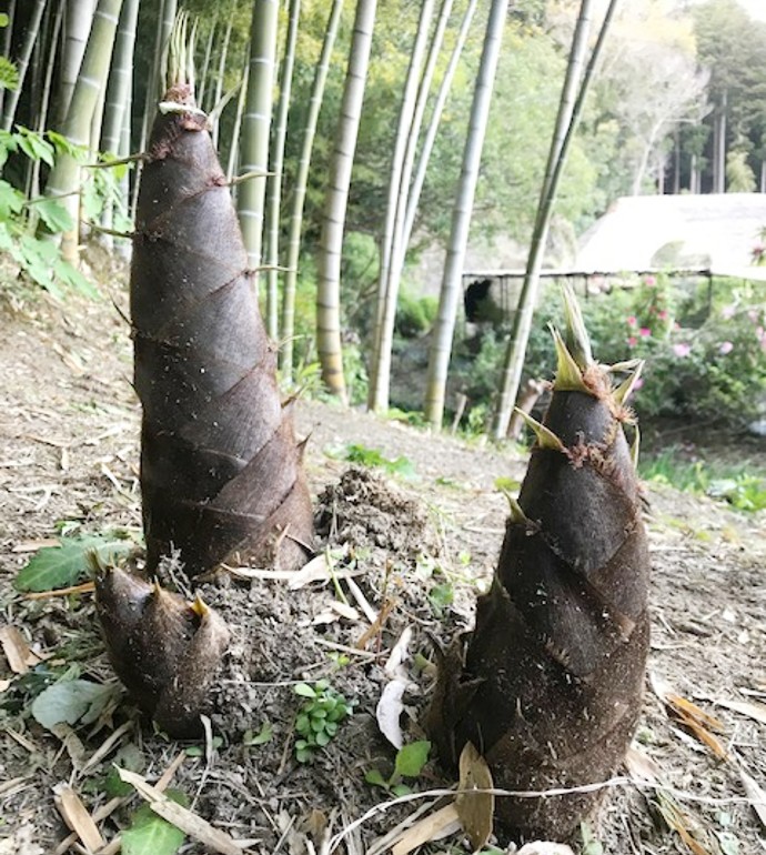 茂原牡丹園の竹やぶに生えているタケノコ