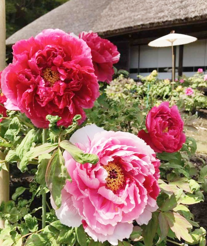 茂原牡丹園の茅葺屋根