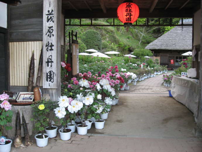 千葉県茂原市にある茂原牡丹園