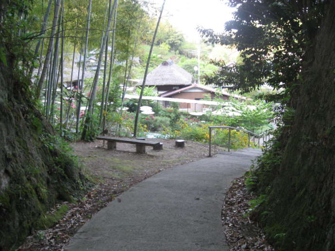 茂原牡丹園の竹やぶ