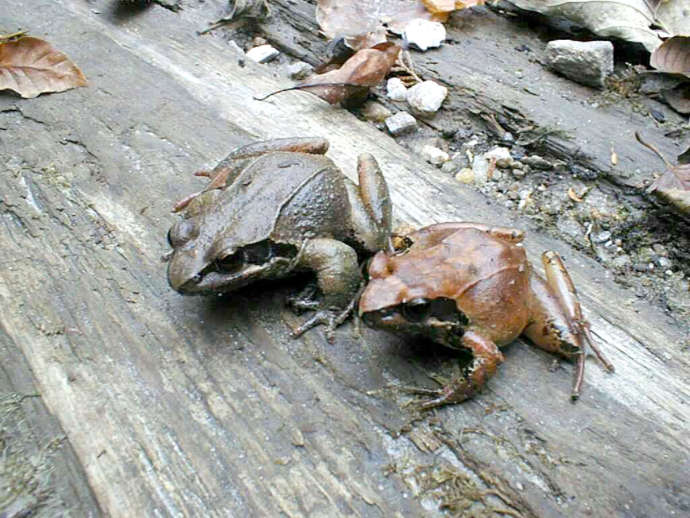 茶臼山高原カエル館で飼育しているネバタゴガエル