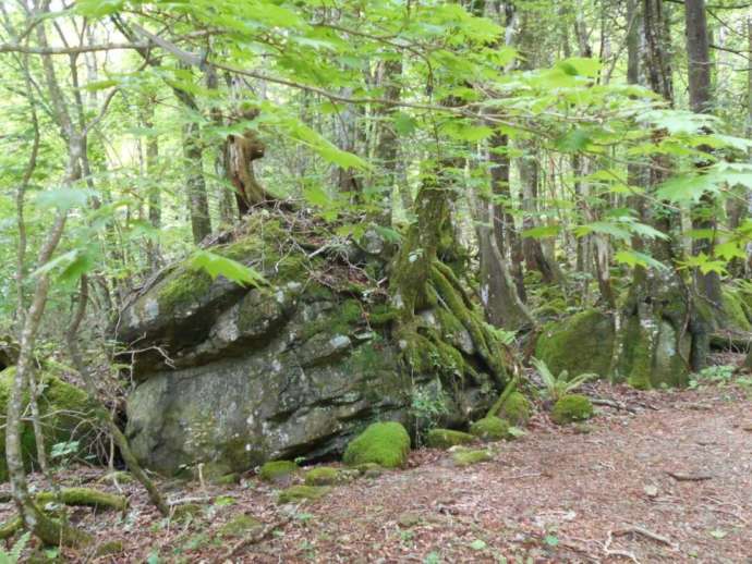 茶臼山高原カエル館近くの「神秘な森」