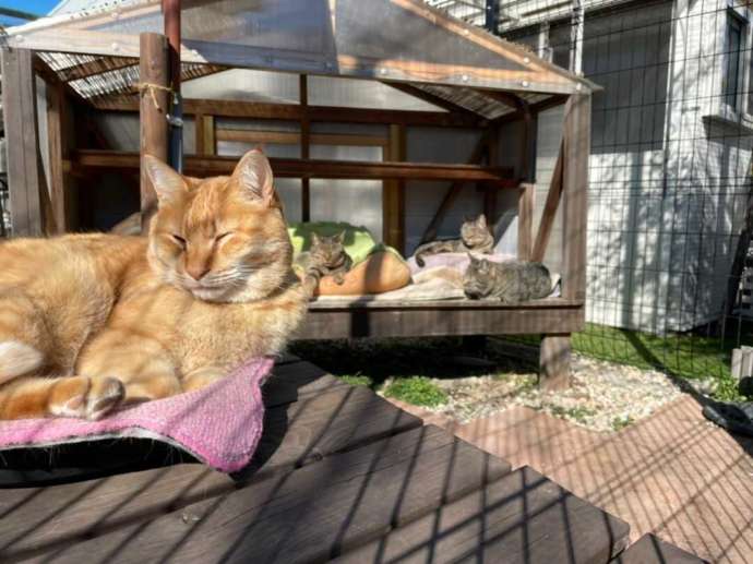 栃木県足利市にある「猫に会える隠れ家cafe catnap」に在籍する猫たち