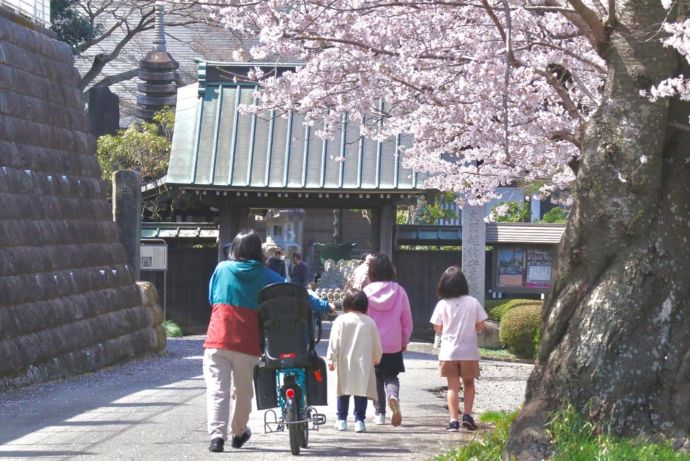 茅ヶ崎市内にある浄見寺の桜と花見を楽しむ人々の図