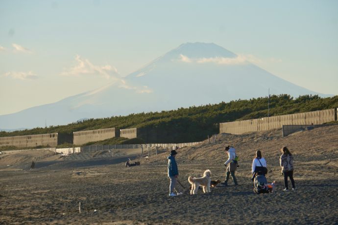 愛犬を連れてサザンビーチちがさきを散歩する光景