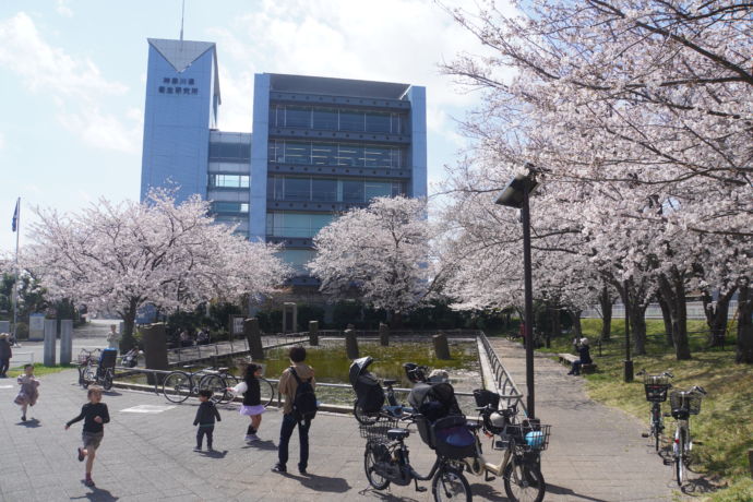 神奈川県衛生研究所の周辺で桜を見る人々の図