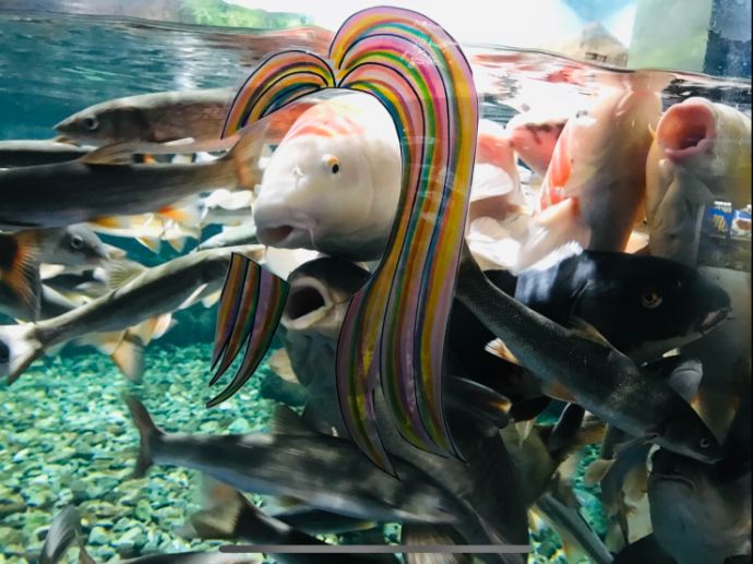 サケのふるさと 千歳水族館のおすすめ撮影スポットアマビエコイ