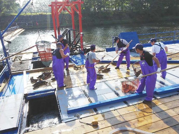 サケのふるさと千歳水族館のインディアン水車サケ捕獲の様子