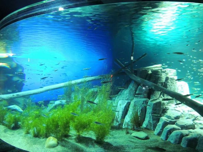 サケのふるさと千歳水族館の支笏湖大水槽