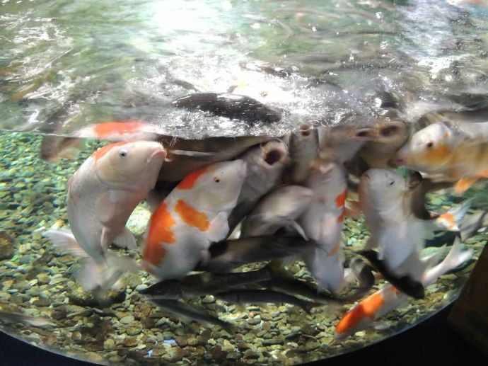 サケのふるさと千歳水族館のコイの餌やり体験