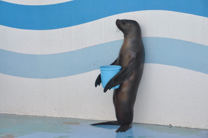 竹島水族館のアシカのショー