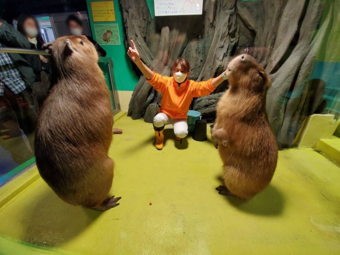 竹島水族館のカピバラのショー