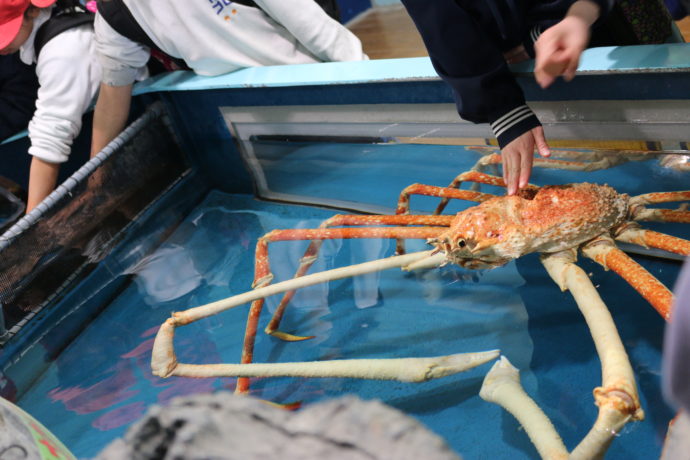 竹島水族館のタッチプールでは深海生物に触ることができる