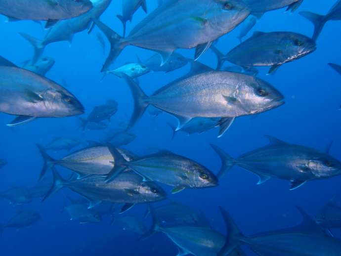 東京都三宅島の「ドルフィンクラブ三宅島」のダイビングツアーで見つけた魚の群れ