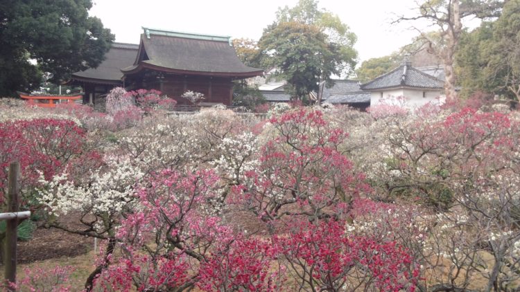 道明寺天満宮はどのような神社ですか