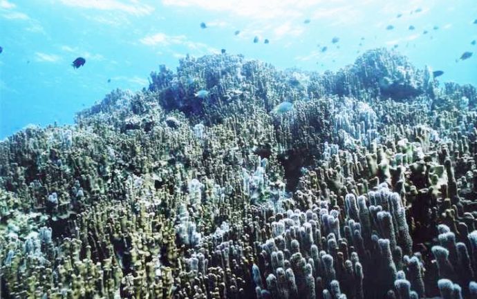 辺野古・大浦湾に生息するアオサンゴ