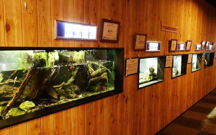 エビとカニの水族館の淡水のエビを飼育する水槽