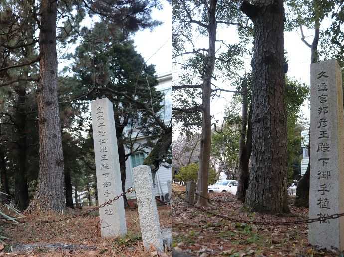 愛知大学構内にある皇太子裕仁親王（のちの昭和天皇）の御手植の松と久邇宮殿下の御手植の松