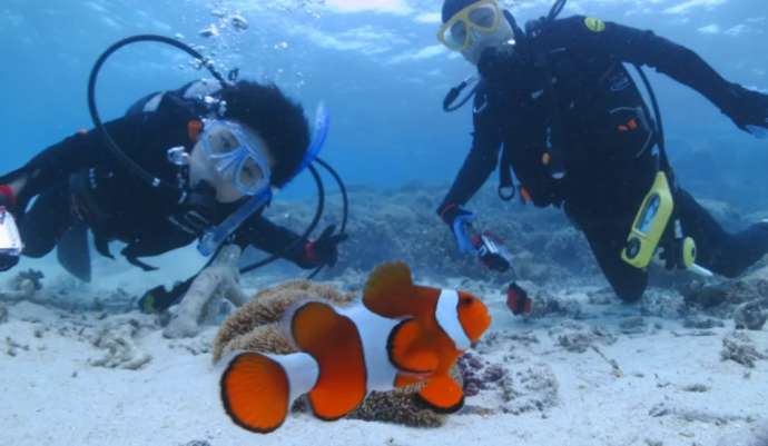 宮古島の海でカクレクマノミに出会った家族